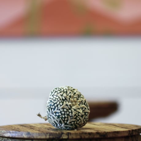 アストロフィツム〝スーパー兜″ アロータイプ / Astrophytum asterias Arrow type 'Super Kabuto'   no.423/8