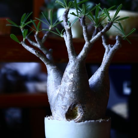 パキポディウム グラキリス   Pachypodium rosulatum var. gracilius no.81641
