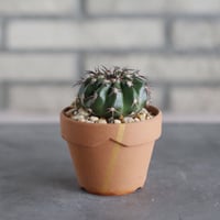 Adenia spinosa × N/OH (6.5号) no.510/3 | 芽の巣山