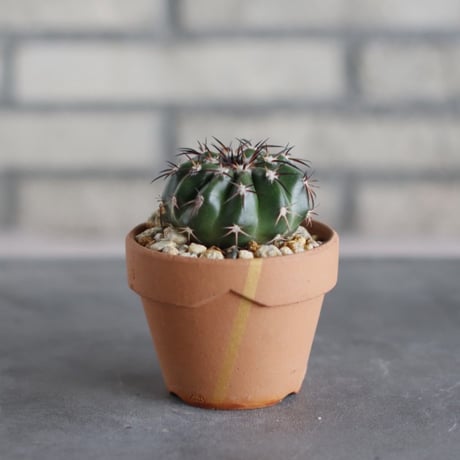 Discocactus gigantea × N/OH (3号鉢)  no.510/48