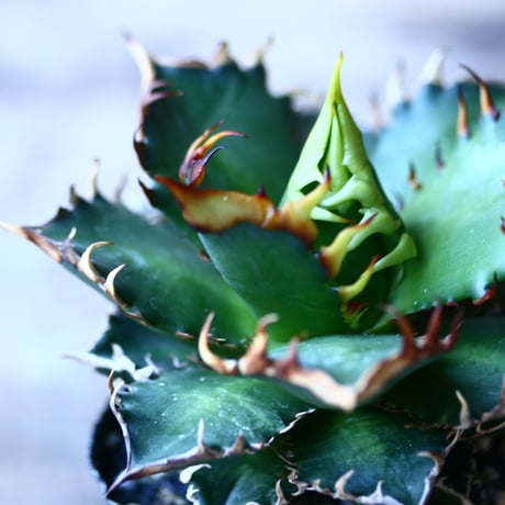 アガベ チタノタ レッドキャットウィールズ  Agave titanota"Red Catweezle”   no110836-2
