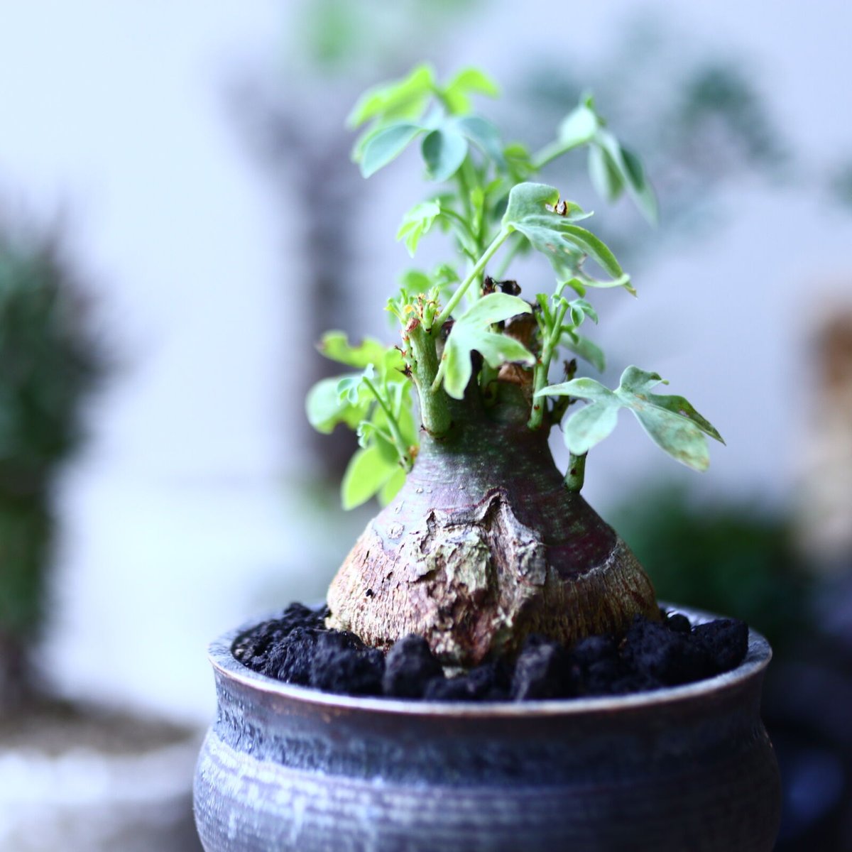 アデニア グラウカ Adenia glauca no.90610 | 芽の巣山