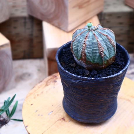 ユーフォルビア  オベサ ／Euphorbia obesa      no.62726