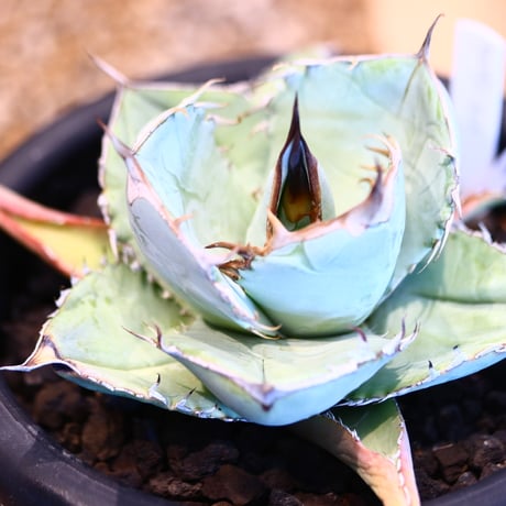'ハルコイ´セット (N/OH × Agave titanota white ice )  no.30347