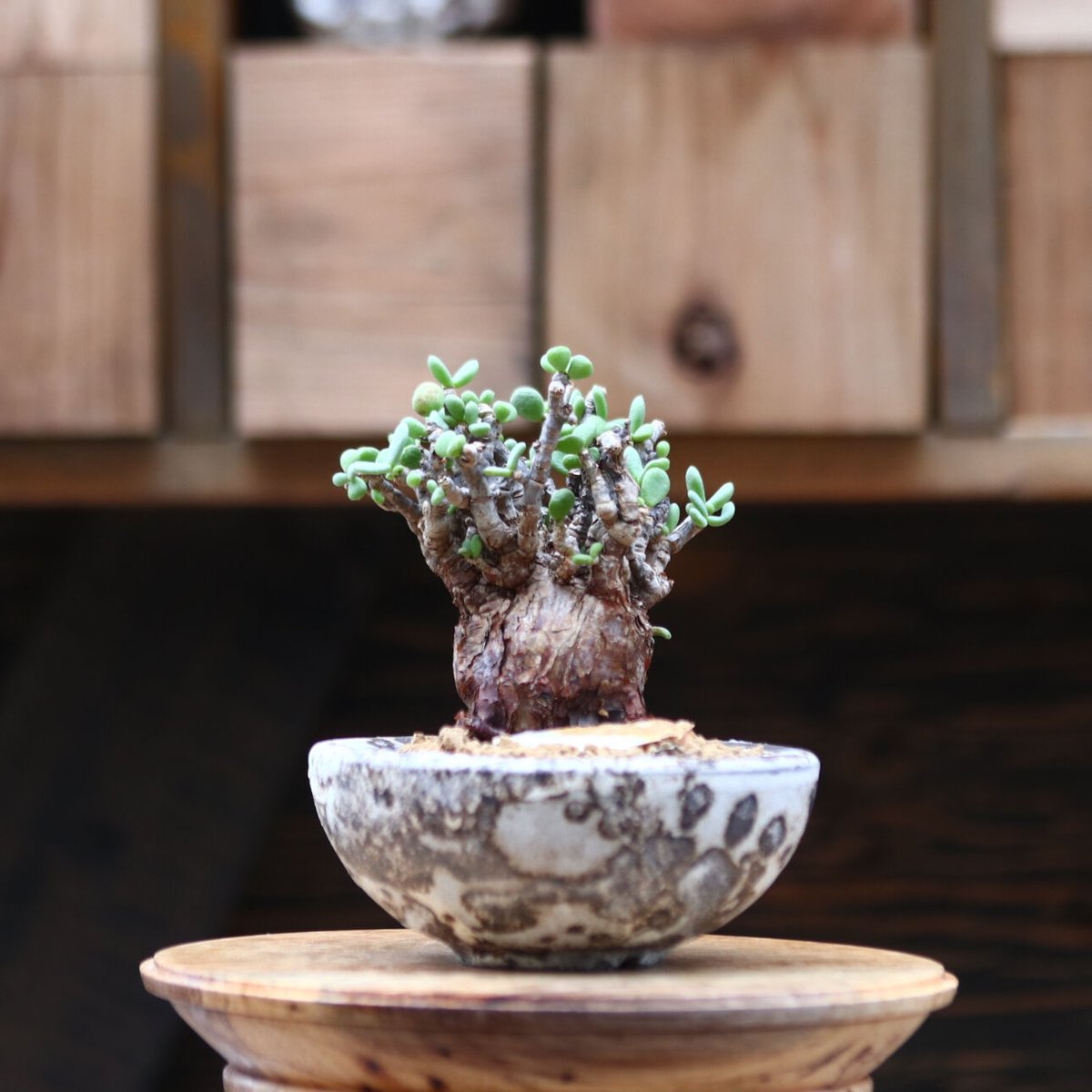 ケラリア　ピグマエア　4 ケラリア ピグマエア／Ceraria pygmaea no.20512 | 芽の巣山