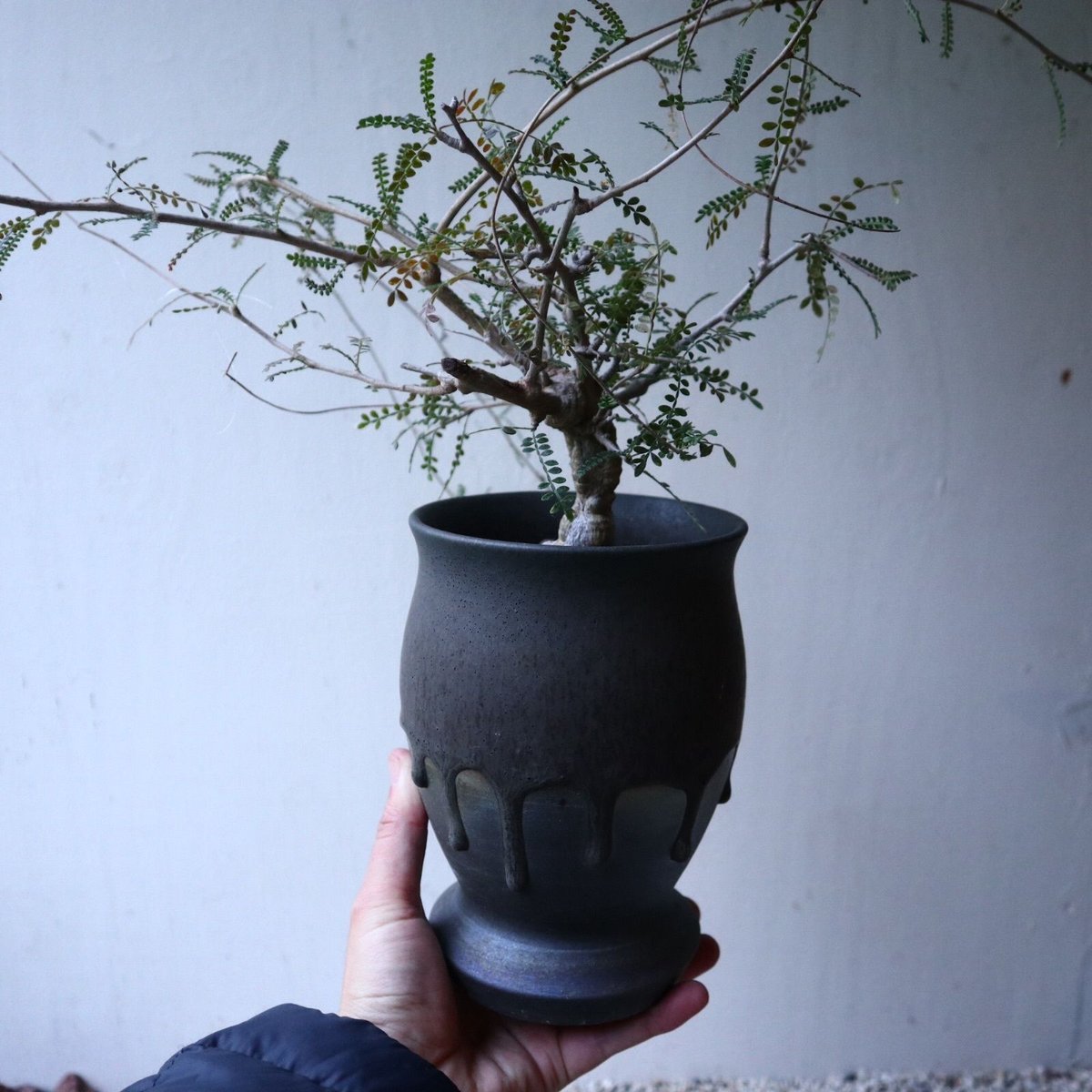 オペルクリカリア ヒファエノイデス Operculicarya hyphaeno