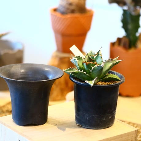 'ハルコイ´セット (N/OH × Agave titanota "FO-76)  no.30348