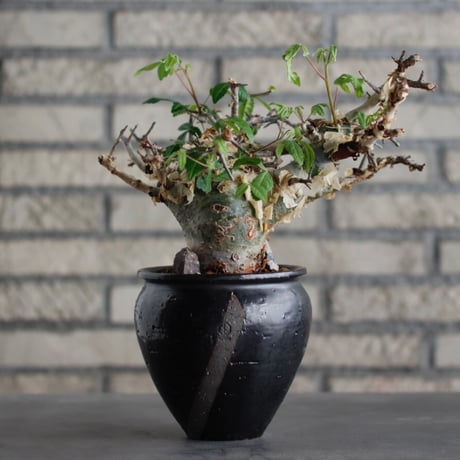 Commiphora kataf ver.turkanensis  × N/OH (3.5号)  no.706-23
