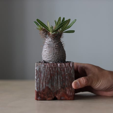 Pachypodium gracilius × Masafumi Shigeta / PLANETX (3号鉢)   no.511/3