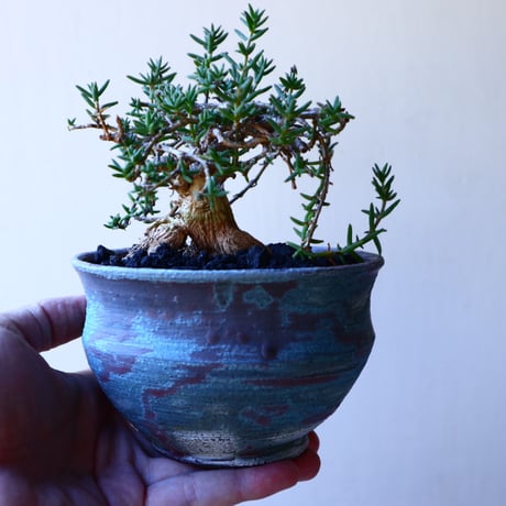 トリコディアデマ     デンスム   紫星晃    ×    Trichodiadema densum   no.11230