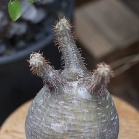 パキポディウム  グラキリス／Pachypodium  gracilius  no.11503