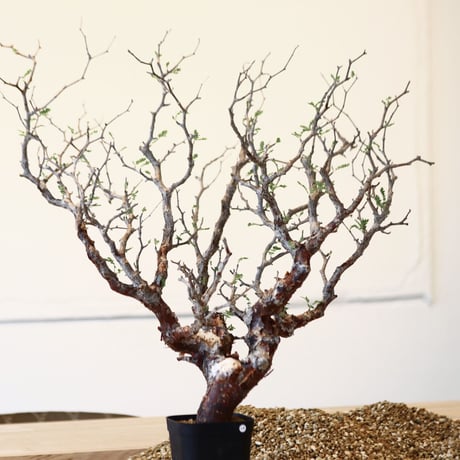 コミフォラ モンストローサ / Commiphora monstrosa   no.41620