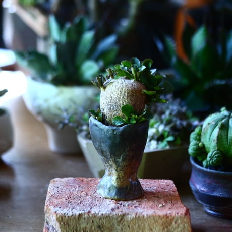 ユーフォルビア  スバポダ  Euphorbia subapoda    no.81623