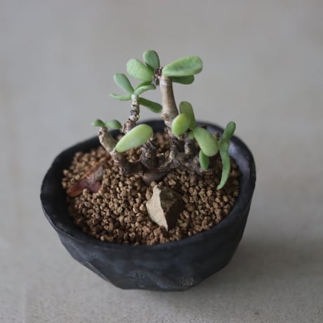 Ceraria pygmaea (挿し木) × たけろうポット   no.714/17