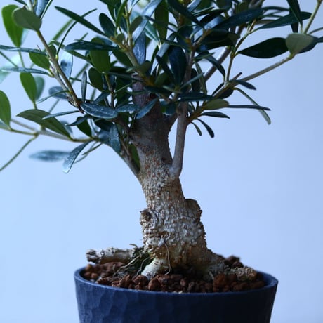 オリーブ　Olea europaea　 no.110843-2