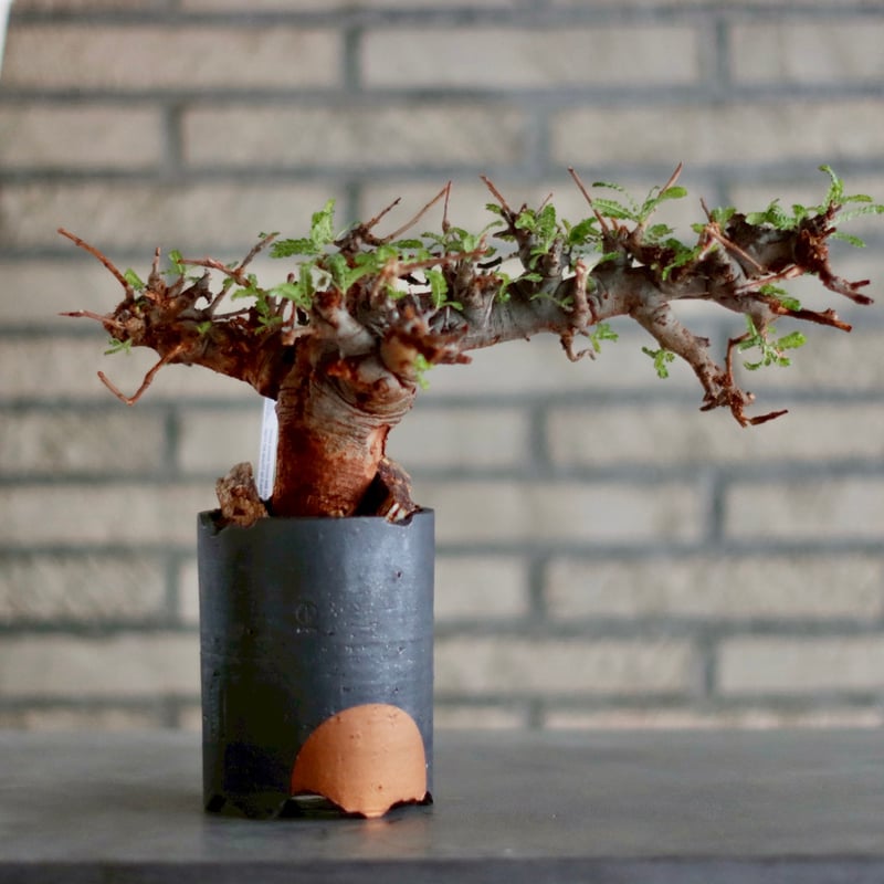 Boswellia neglecta × N/OH (3.5号) no.1011/26 |