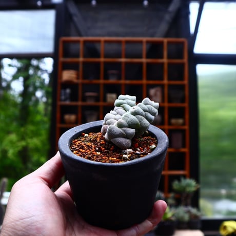 クラッスラ  デセプター稚児姿／Crassula  deceptor       no.50241