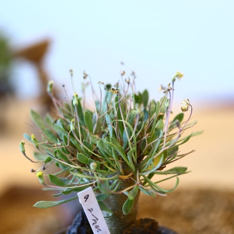 たけろうポット × Othonna  euphorbioides   no.102209