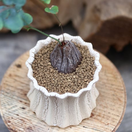 ディオスコレア ヘミクリプタ 銀葉亀甲竜／Dioscorea hemicryputa    no.30552