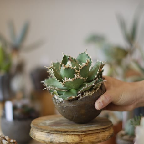 Agave titanota filigree × takero pot (3.5号)  no.1214/20