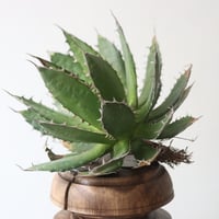 U.S. horrida (Agave horrida) / Style of Chika　no.1227/4