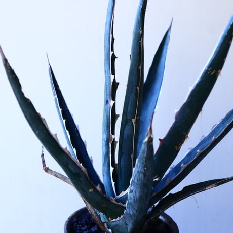 アガベ 　キシロナカンサ　ソードフィッシュ    Agave   xylonacantha   swordfish   no.11232