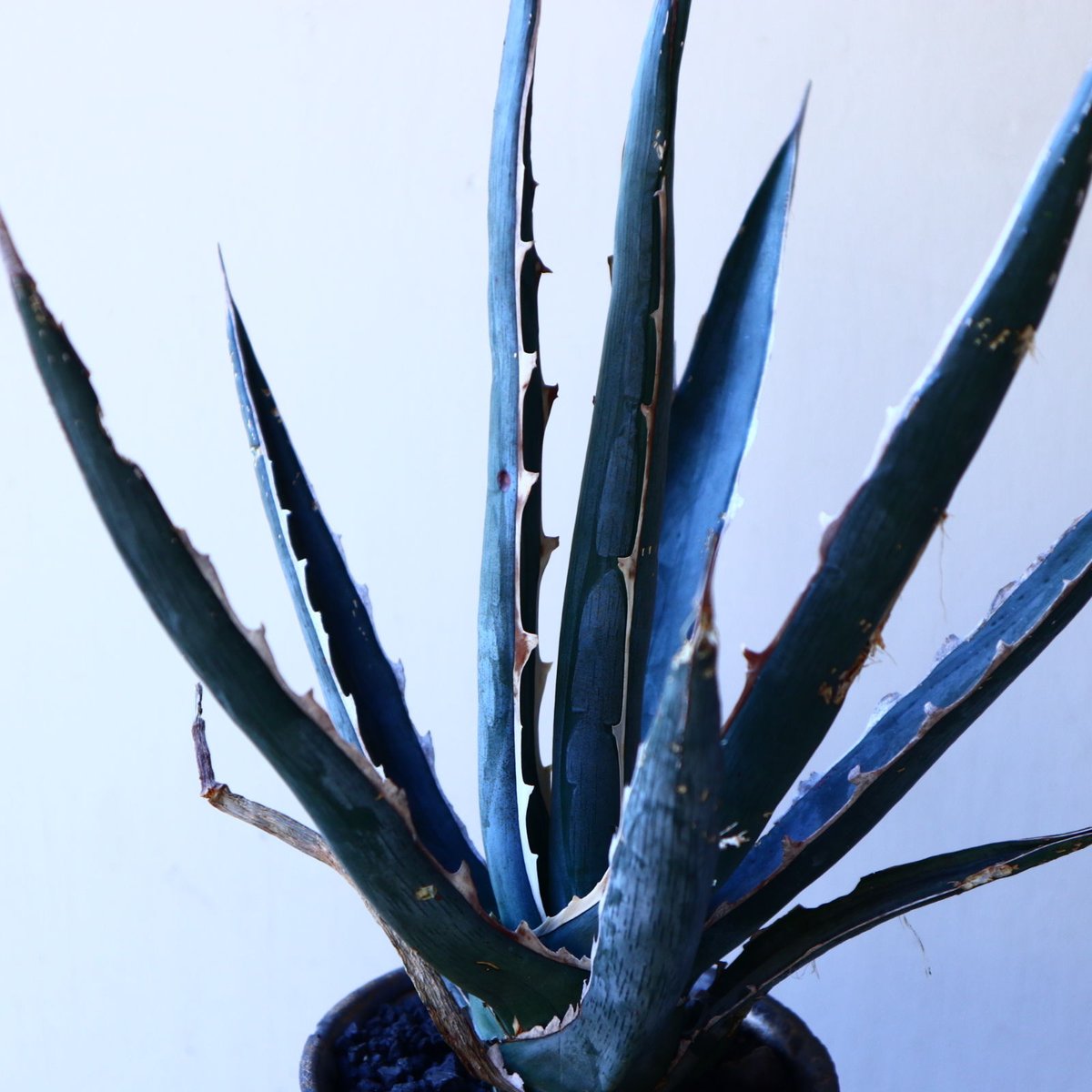 アガベ　キシロナカンサ　大株　ブルー？ソードフィッシュ？　高さ90センチ アガベ キシロナカンサ ソードフィッシュ ｜ mokubaraya もくばらや