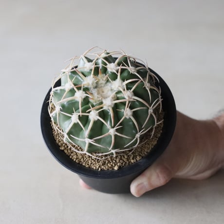 Discocactus HU603 (3.5号鉢)  no.913/10