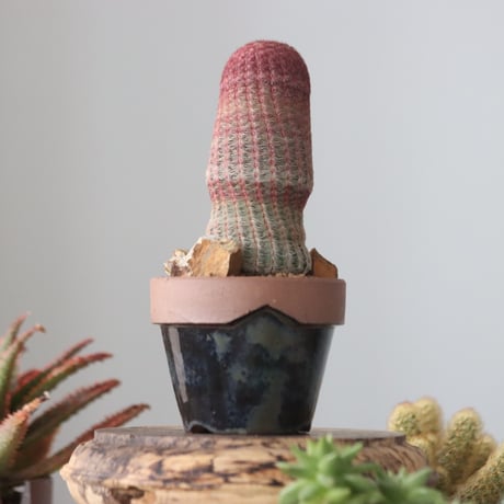 Echinocereus rigidissimus var. rubrispinus × YAMABACHI var. P&A   no.51923