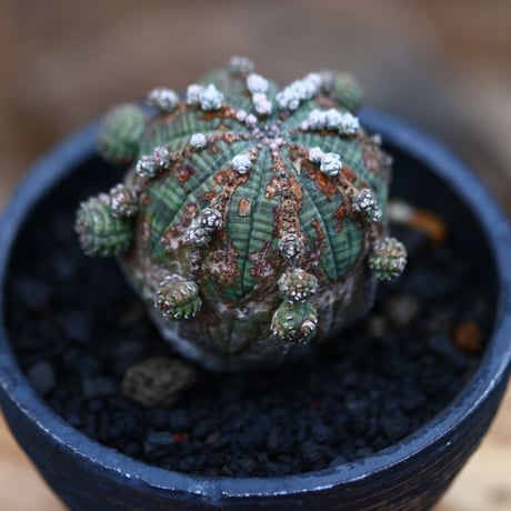 ユーフォルビア  仔吹きオベサ     no.102429