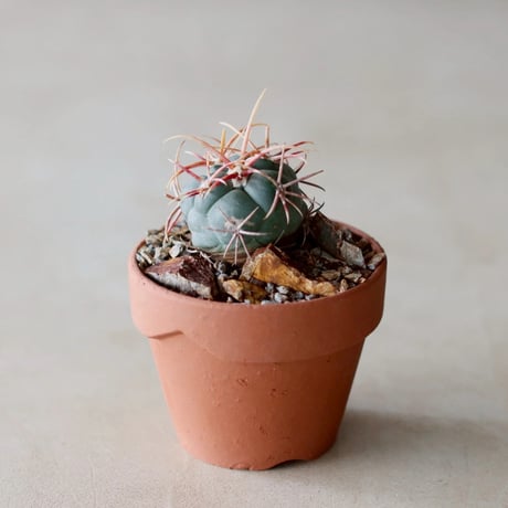 TERRACOTTA MASSES×YAMABACHI 植木鉢 3個セット TERRACOTTA MASSES×YAMABACHI 植木鉢 3個セット