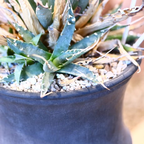 Agave uthaensis var. eborispina × Atsushi Funakushi   no.31039
