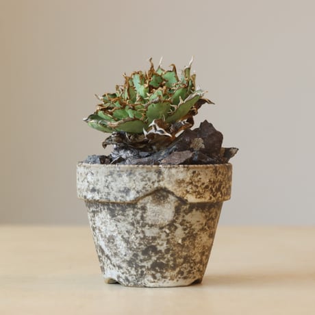 Agave titanota filigree Devil × YAMABACHI var. takero pot (3号鉢)  no.412-31