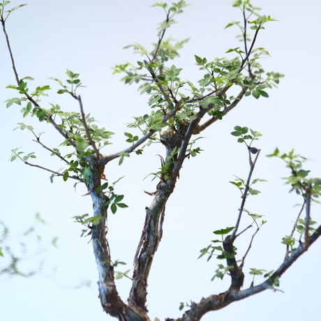 ブルセラ ファガロイデス / Bursera fagaroides   no.62514