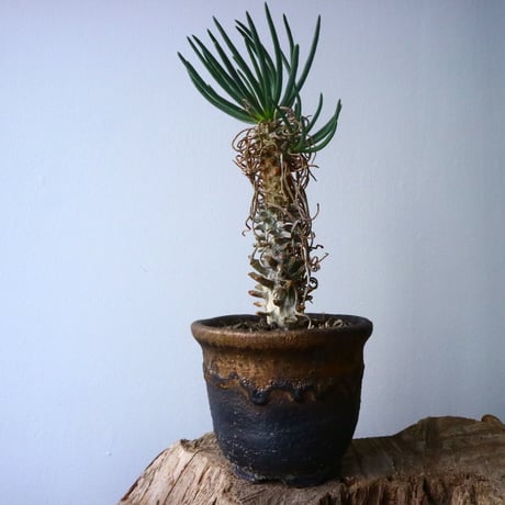 チレコドン   ワリチー     Tylecodon wallichii No.013