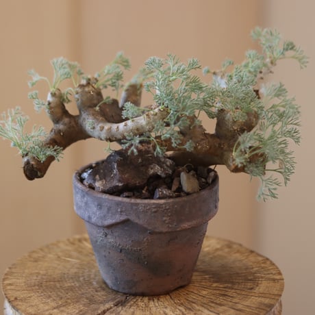 43Sarcocaulon multifidum × YAMABACHI ver. takero pot  no.124-43