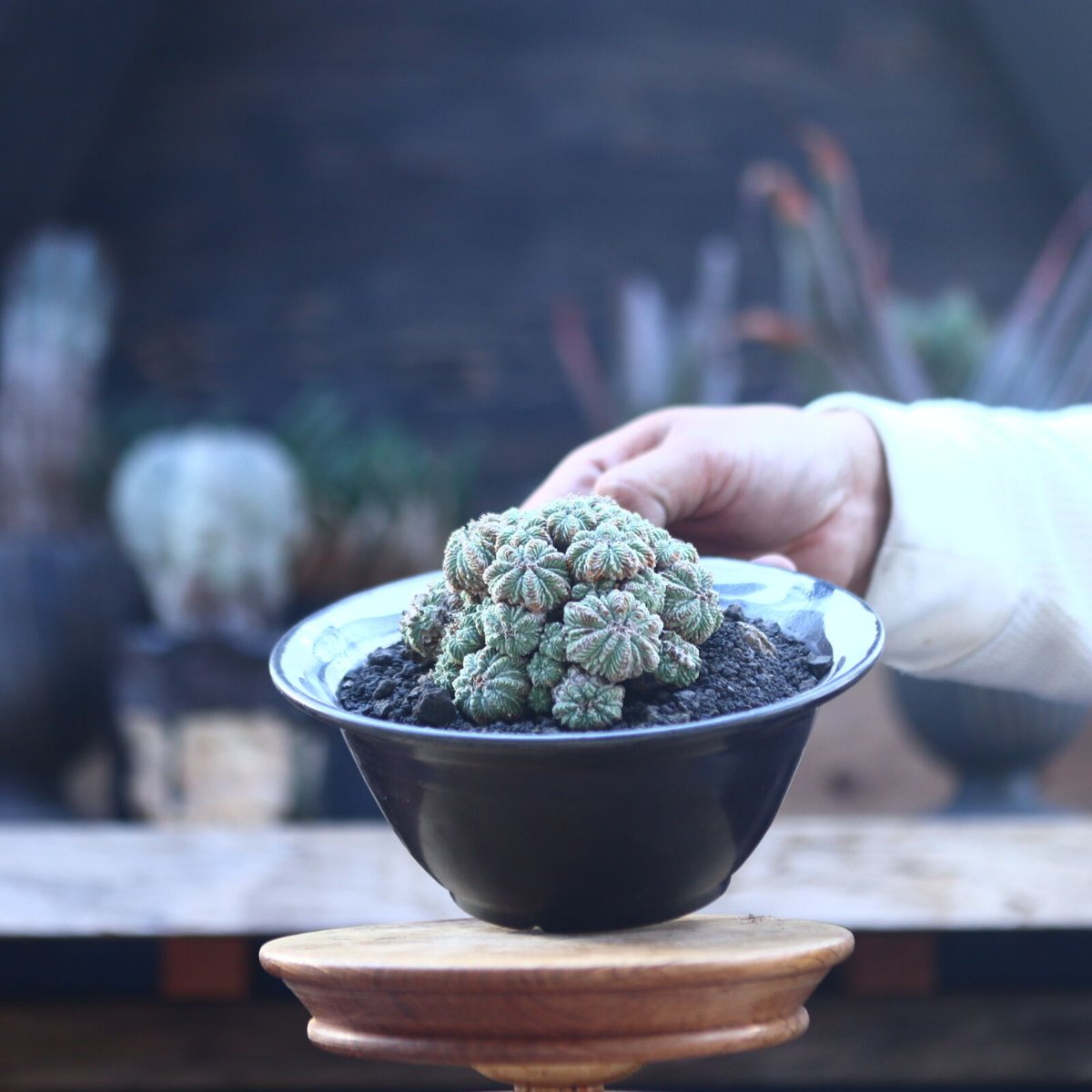 アズテキウム リッテリ 花籠 自根 Aztekium ritteri no.2281 アズテキウム リッテリ 花籠 自根 Aztekium ritteri no.2281
