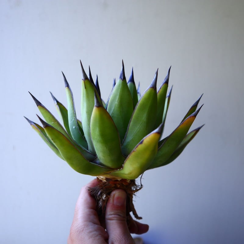 アガベ ロイヤルスピン Agave Royal Spine no.42807 | 芽の巣山