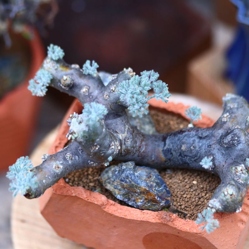 サルコカウロン ムルチフィズム／Sarcocaulon multifidum no.11