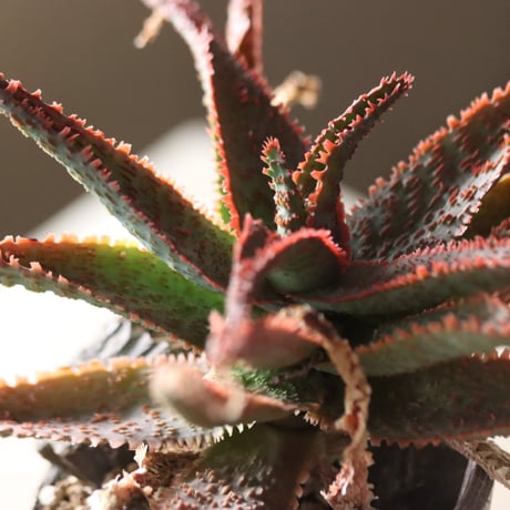 Aloe ‘Chiristmas Carol’ × YAMABACHI var.六本芽　 no.914-28