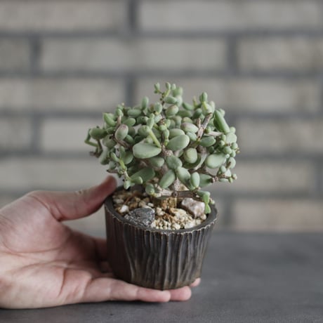 Ceraria pygmaea × takero pot (3号)  no.419/106