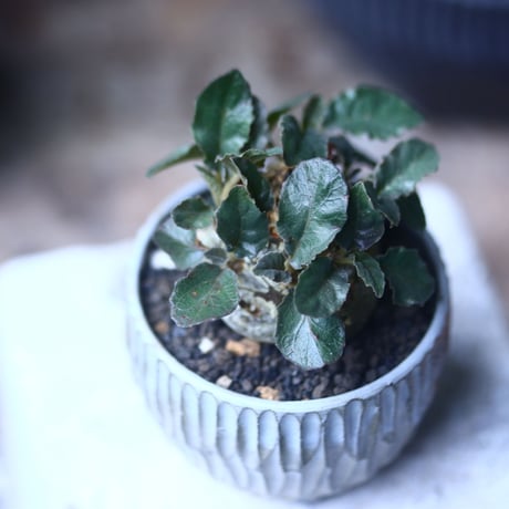 ドルステニア フォエチダ   Dorstenia foetida  no.61430