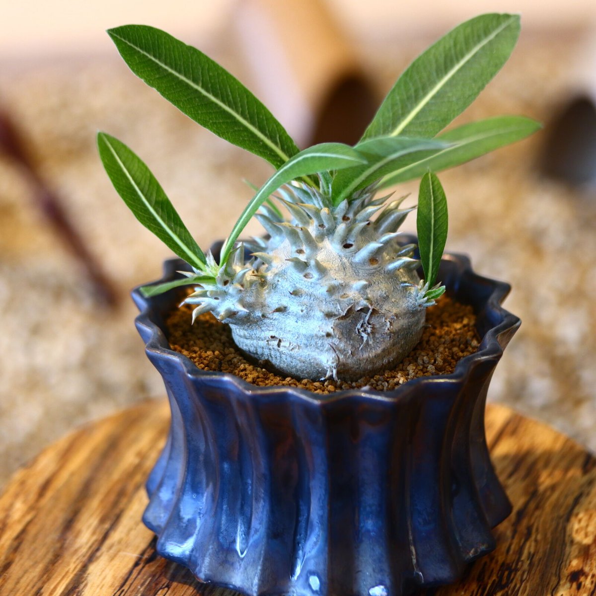 パキポディウム 恵比寿大黒 / Pachypodium Densicaule no.