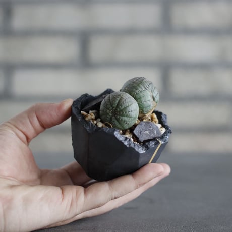Euphorbia obesa  × N/OH (2.5号)  no.607/9