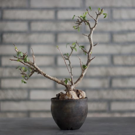 Bursera fagaroides ×Taku Higuchi / PLANETX (3.5号)  no.706-24