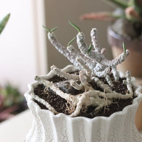 Euphorbia cylindrifolia × soso  no.51934