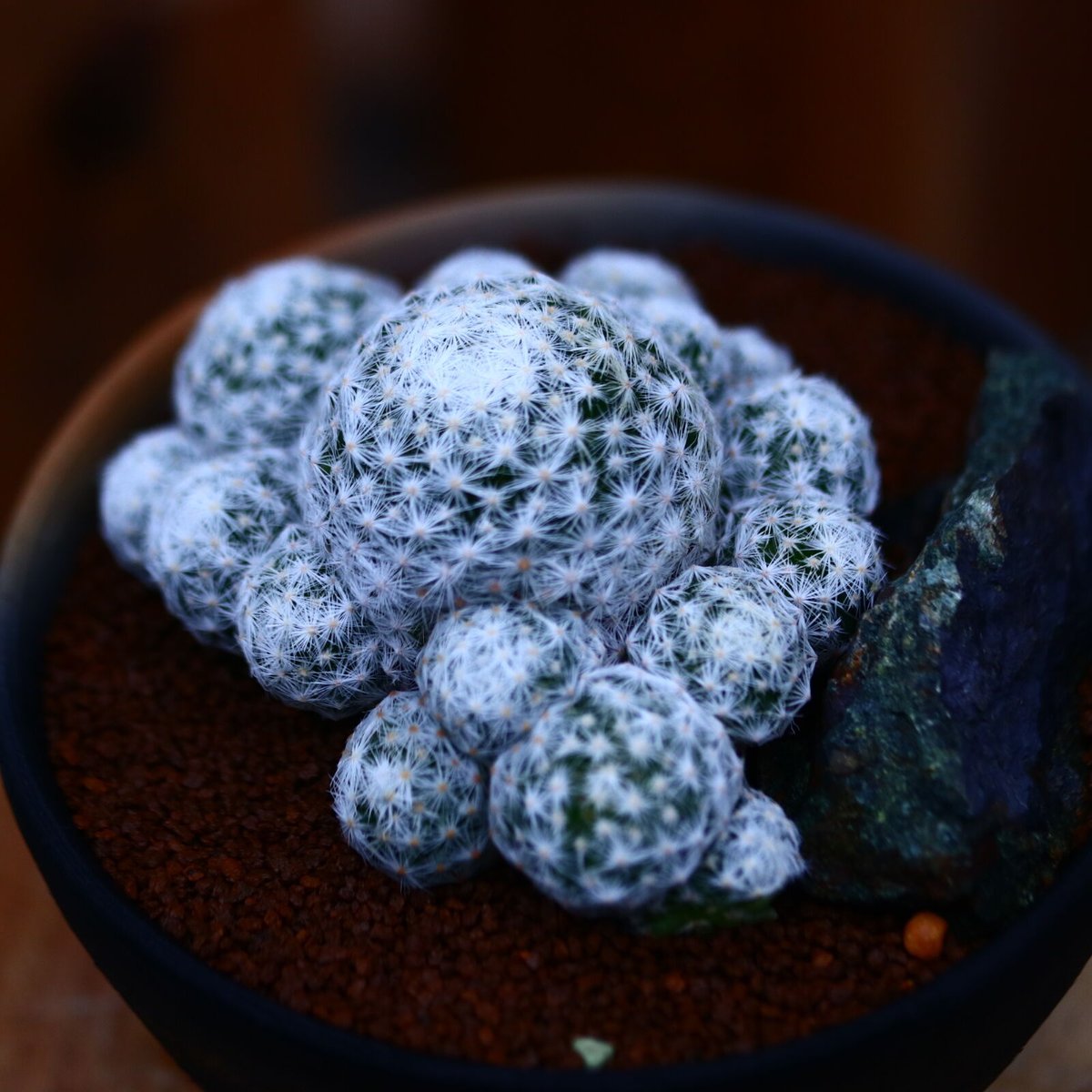 マミラリア 姫春星／Mammillaria humboldtii v. no.10951