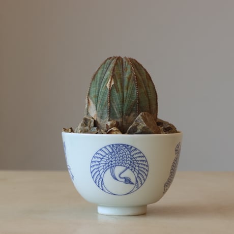Euphorbia obesa × JUN CHIHARA -JOINT POT (4号鉢)  no.412-26