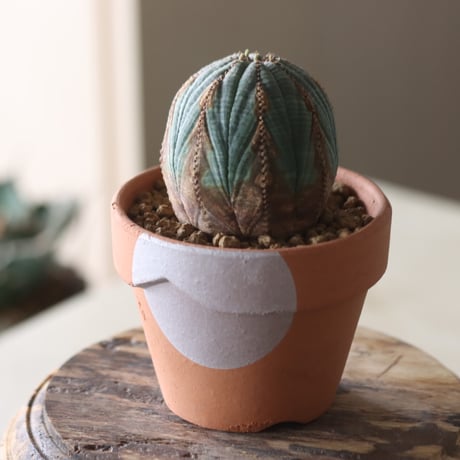 Euphorbia obesa × YAMABACHI var. N/OH  no.905-21