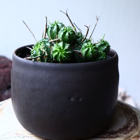 ユーフォルビア  仔吹きバリダ    Euphorbia valida   no.71423